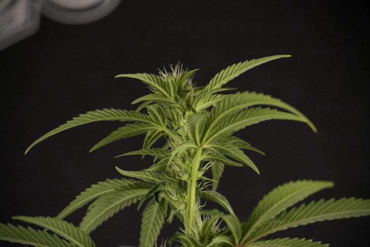 Animal Mints-Legends of the Frozen North. Week 7 - Animal Mints After defoliation 