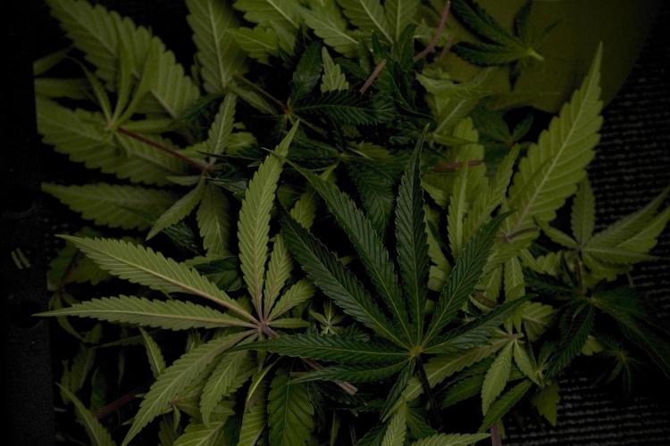 Animal Mints-Legends of the Frozen North. Week 7 - Animal Mints After defoliation 