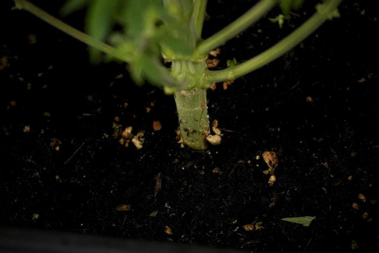 Animal Mints-Legends of the Frozen North. Week 7 - Animal Mints After defoliation 