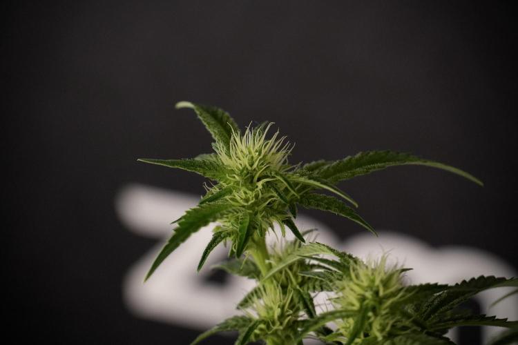 Animal Mints-Legends of the Frozen North. Week 7 - Animal Mints After defoliation 