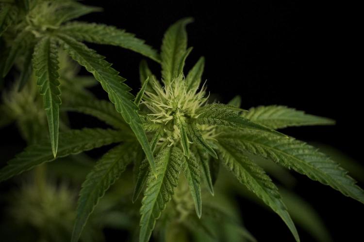 Animal Mints-Legends of the Frozen North. Week 7 - Animal Mints After defoliation 