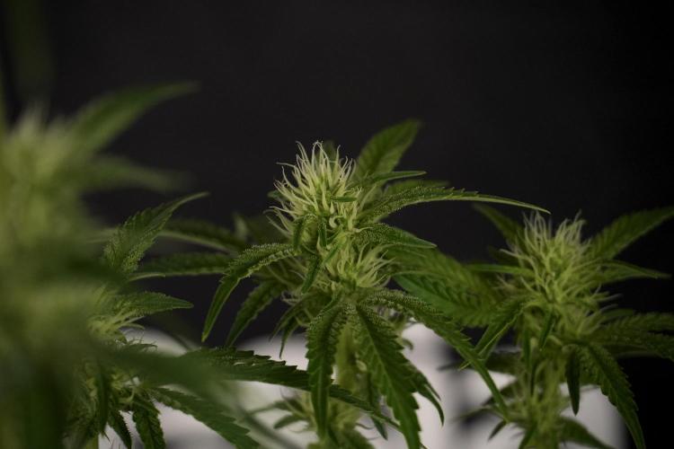 Animal Mints-Legends of the Frozen North. Week 7 - Animal Mints After defoliation 