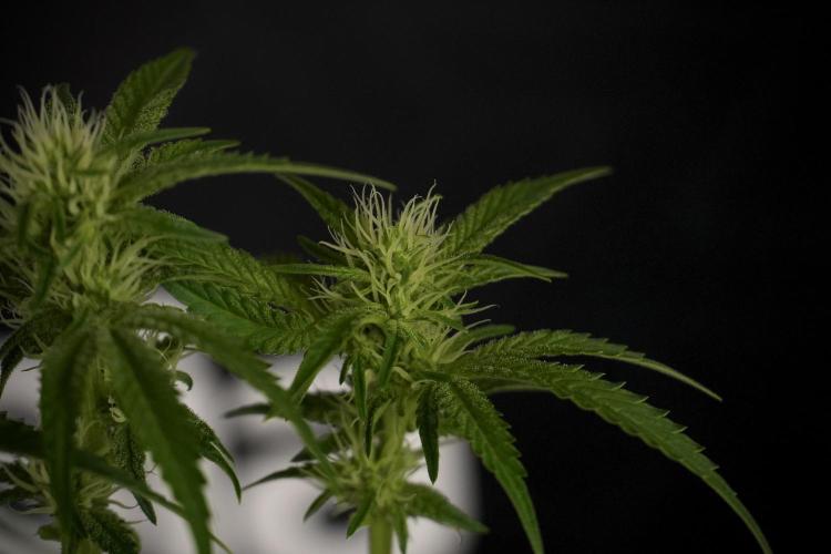 Animal Mints-Legends of the Frozen North. Week 7 - Animal Mints After defoliation 