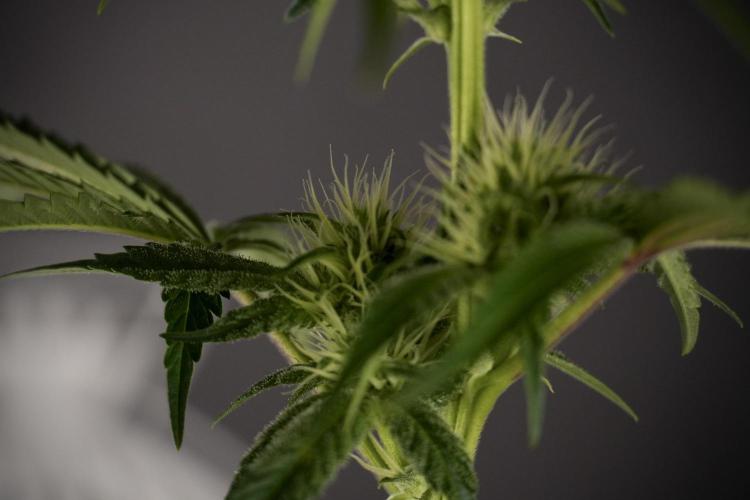 Animal Mints-Legends of the Frozen North. Week 7 - Animal Mints After defoliation 