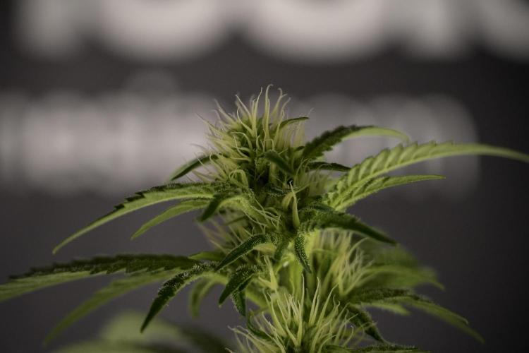 Animal Mints-Legends of the Frozen North. Week 7 - Animal Mints After defoliation 