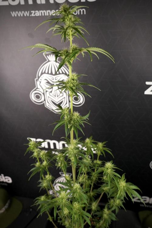 Animal Mints-Legends of the Frozen North. Week 7 - Animal Mints After defoliation 
