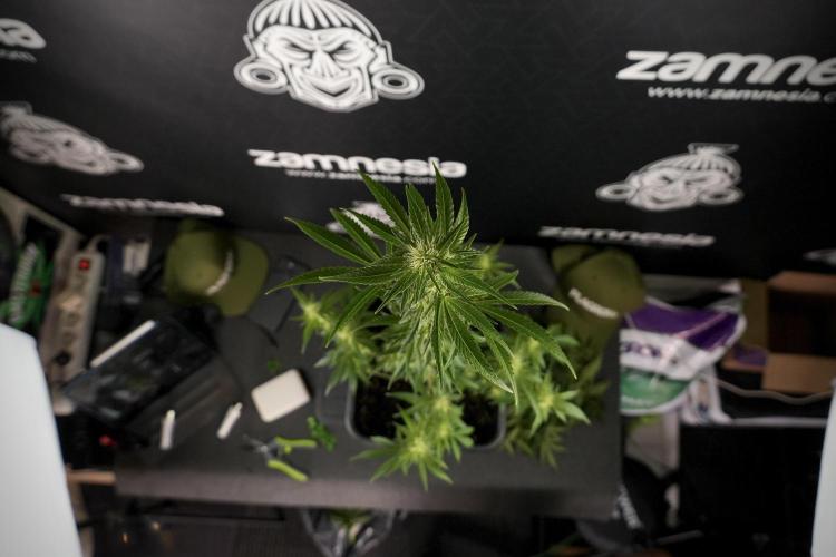 Animal Mints-Legends of the Frozen North. Week 7 - Animal Mints After defoliation 