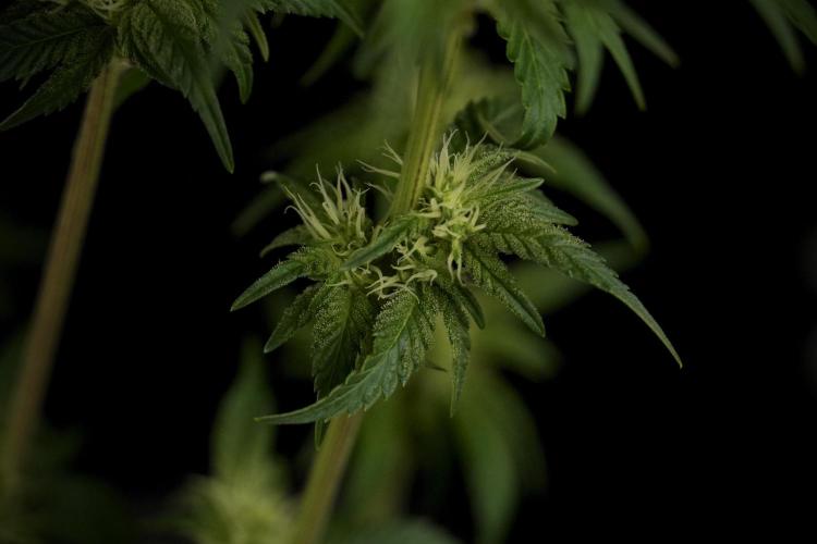 Animal Mints-Legends of the Frozen North. Week 7 - Animal Mints After defoliation 
