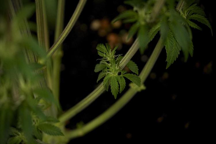 Animal Mints-Legends of the Frozen North. Week 7 - Animal Mints After defoliation 