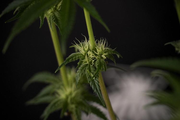 Animal Mints-Legends of the Frozen North. Week 7 - Animal Mints After defoliation 