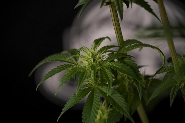 Animal Mints-Legends of the Frozen North. Week 7 - Animal Mints After defoliation 