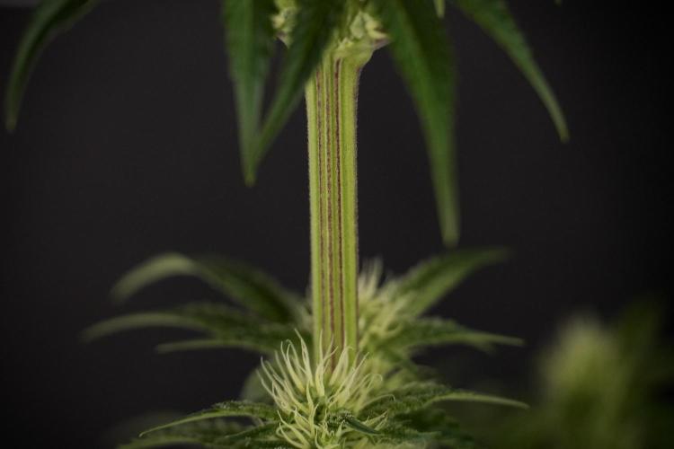 Animal Mints-Legends of the Frozen North. Week 7 - Animal Mints After defoliation 