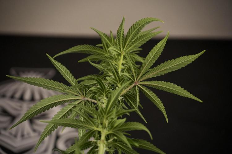 Animal Mints-Legends of the Frozen North. Week 7 - Animal Mints After defoliation 