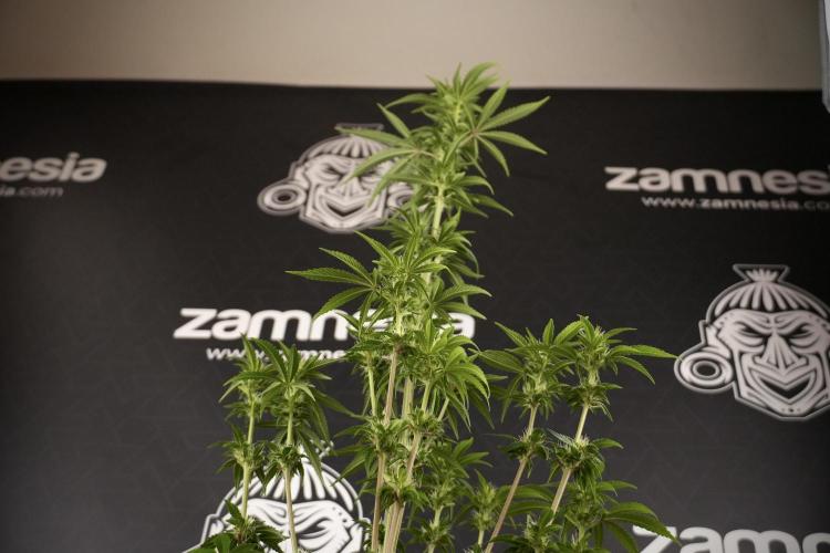 Animal Mints-Legends of the Frozen North. Week 7 - Animal Mints After defoliation 