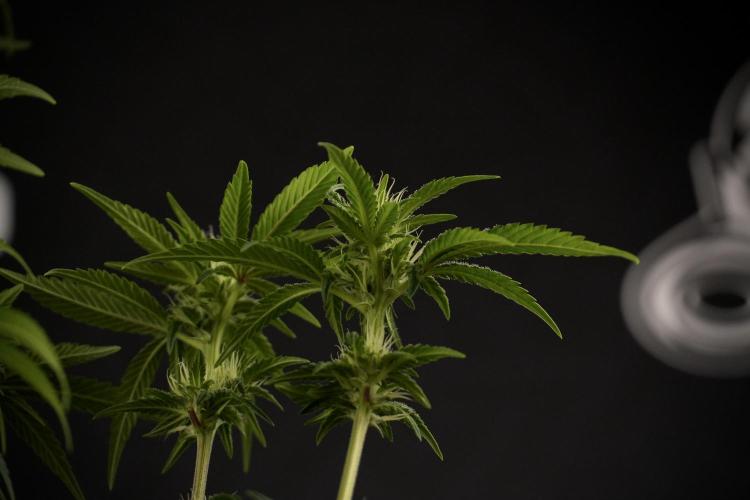 Animal Mints-Legends of the Frozen North. Week 7 - Animal Mints After defoliation 