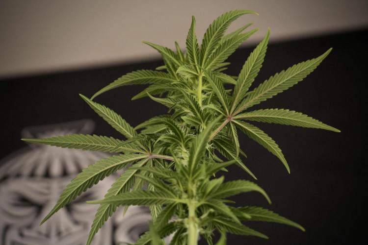 Animal Mints-Legends of the Frozen North. Week 7 - Animal Mints After defoliation 