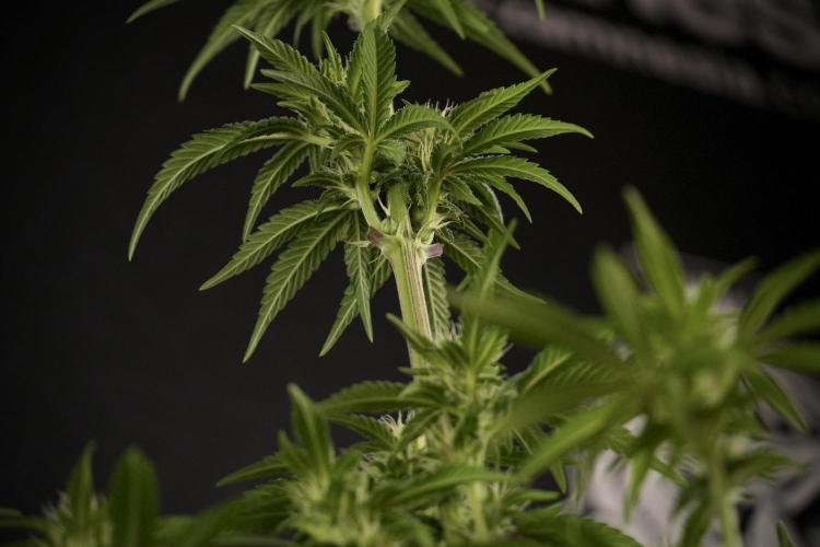 Animal Mints-Legends of the Frozen North. Week 7 - Animal Mints After defoliation 