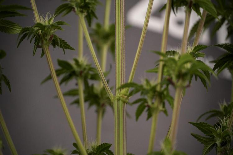 Animal Mints-Legends of the Frozen North. Week 7 - Animal Mints After defoliation 