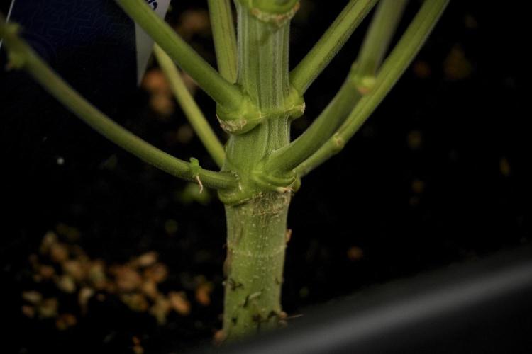 Animal Mints-Legends of the Frozen North. Week 7 - Animal Mints After defoliation 