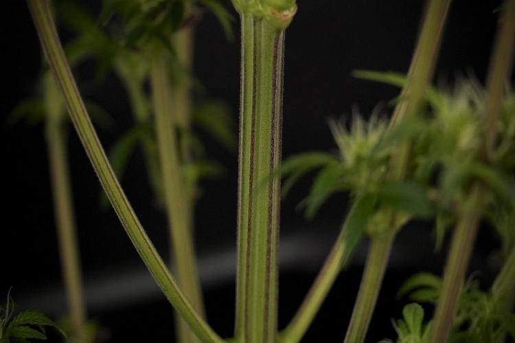 Animal Mints-Legends of the Frozen North. Week 7 - Animal Mints After defoliation 