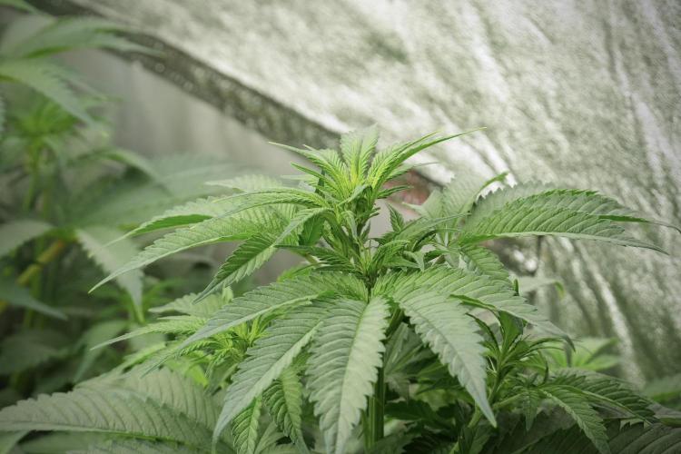 Animal Mints-Legends of the Frozen North. Week 7 - Room and Vibes 