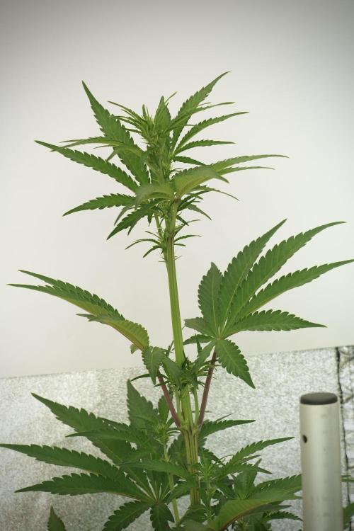 Animal Mints-Legends of the Frozen North. Week 7 - Ghost Train Haze