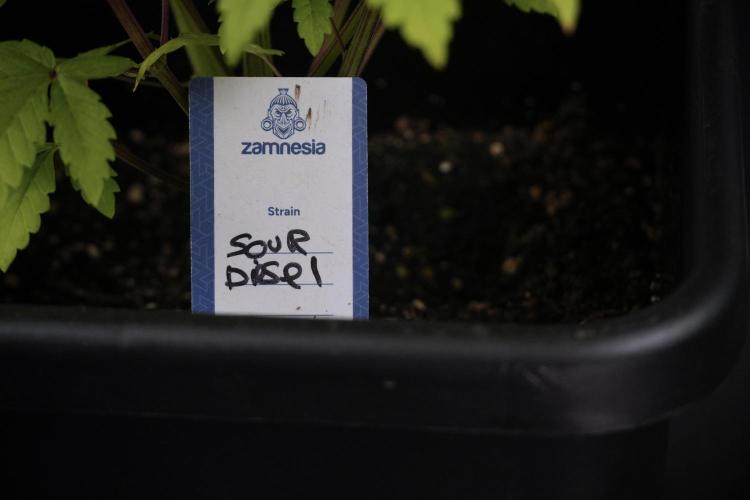 SOUR DIESEL-The Ascension of a Legend. Week 8 - Sour Diesel Before Defoliation 