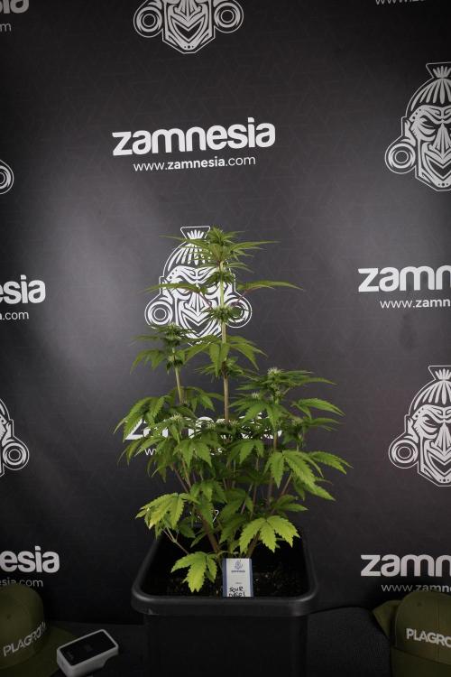 SOUR DIESEL-The Ascension of a Legend. Week 8 - Sour Diesel Before Defoliation 