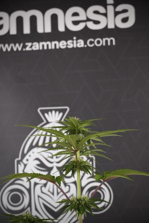 SOUR DIESEL-The Ascension of a Legend. Week 8 - Sour Diesel Before Defoliation 