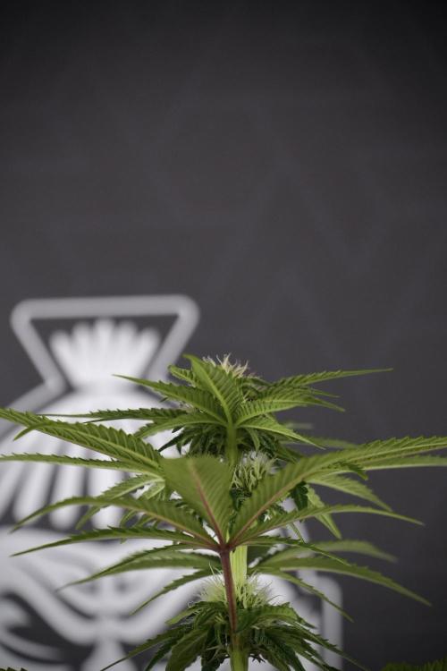 SOUR DIESEL-The Ascension of a Legend. Week 8 - Sour Diesel Before Defoliation 