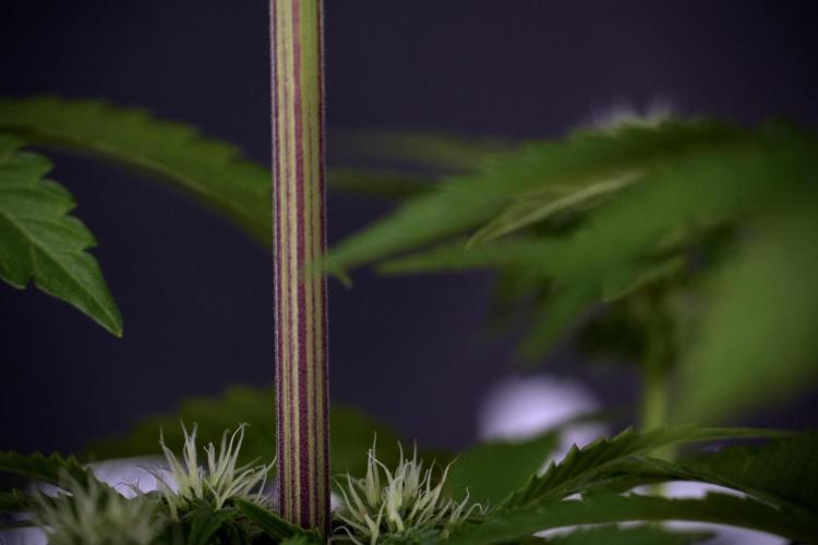 SOUR DIESEL-The Ascension of a Legend. Week 8 - Sour Diesel Before Defoliation 