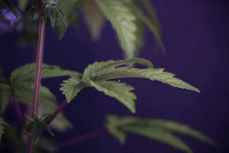 SOUR DIESEL-The Ascension of a Legend. Week 8 - Sour Diesel Before Defoliation 