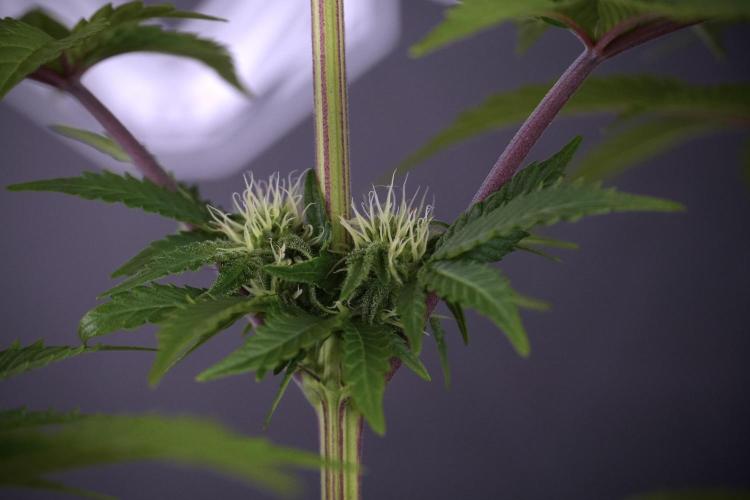 SOUR DIESEL-The Ascension of a Legend. Week 8 - Sour Diesel Before Defoliation 