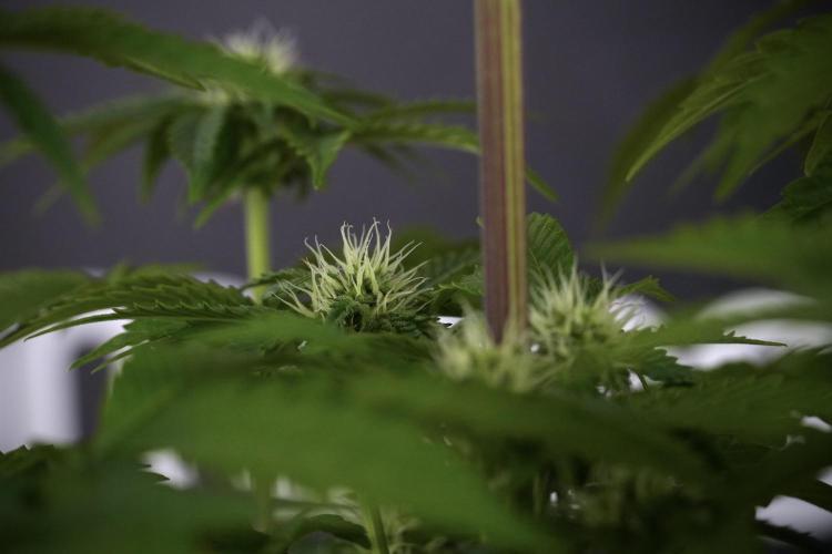 SOUR DIESEL-The Ascension of a Legend. Week 8 - Sour Diesel Before Defoliation 
