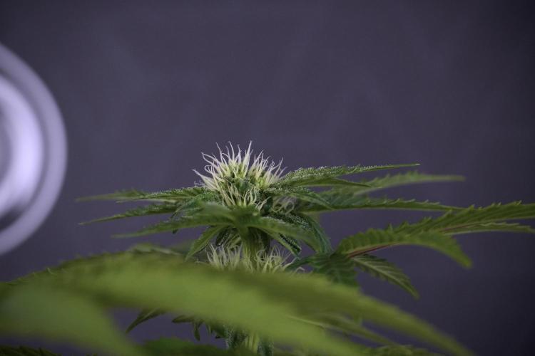 SOUR DIESEL-The Ascension of a Legend. Week 8 - Sour Diesel Before Defoliation 