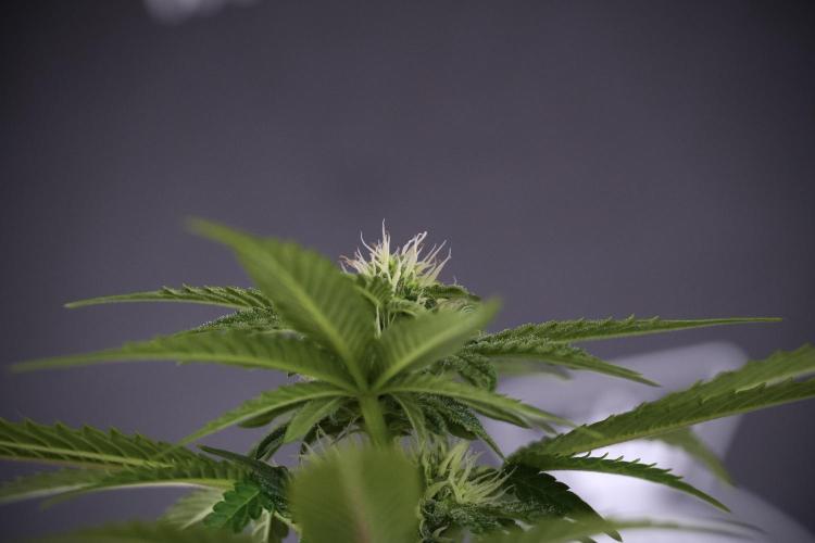 SOUR DIESEL-The Ascension of a Legend. Week 8 - Sour Diesel Before Defoliation 