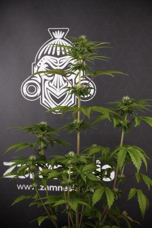 SOUR DIESEL-The Ascension of a Legend. Week 8 - Sour Diesel Before Defoliation 