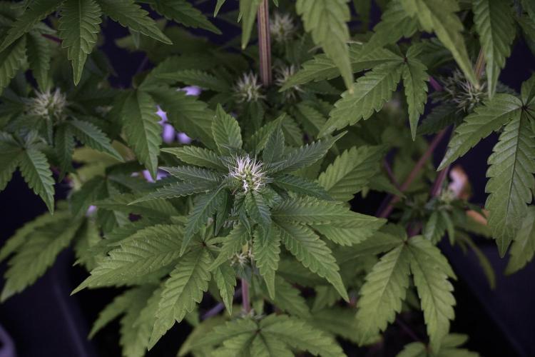 SOUR DIESEL-The Ascension of a Legend. Week 8 - Sour Diesel Before Defoliation 