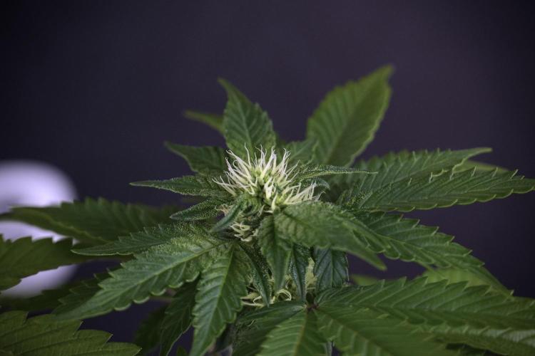 SOUR DIESEL-The Ascension of a Legend. Week 8 - Sour Diesel Before Defoliation 