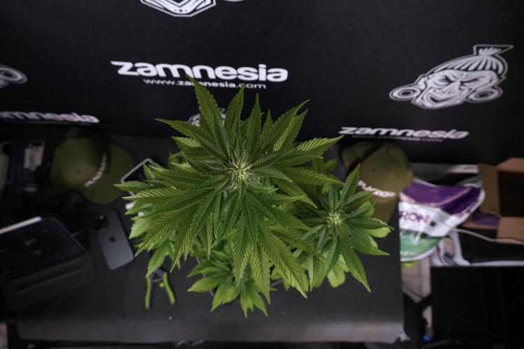 SOUR DIESEL-The Ascension of a Legend. Week 8 - Sour Diesel Before Defoliation 