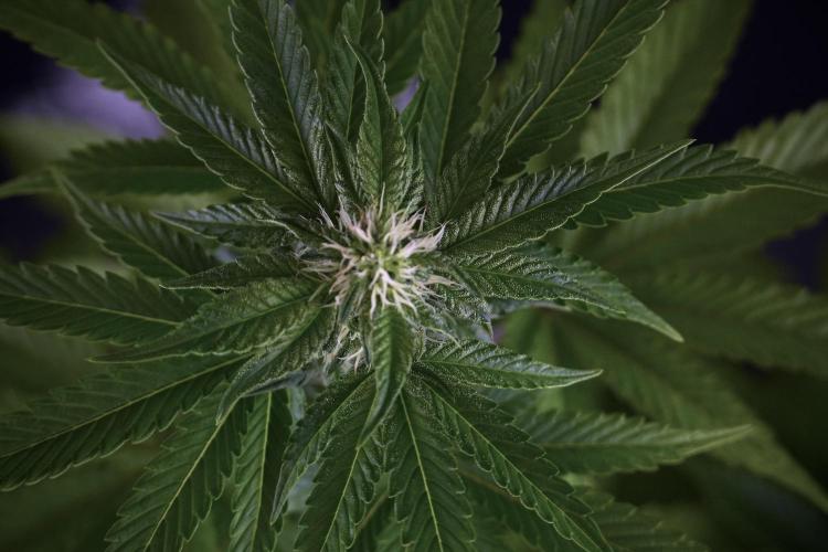 SOUR DIESEL-The Ascension of a Legend. Week 8 - Bird views 
