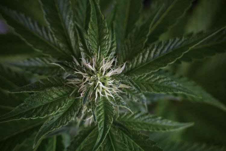 SOUR DIESEL-The Ascension of a Legend. Week 8 - Bird views 