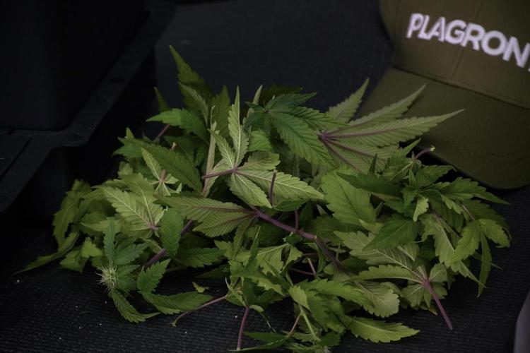 SOUR DIESEL-The Ascension of a Legend. Week 8 - Leafs