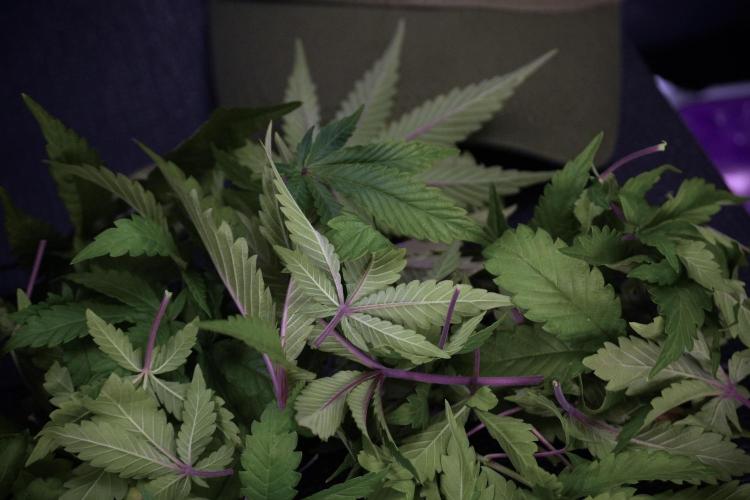 SOUR DIESEL-The Ascension of a Legend. Week 8 - Leafs