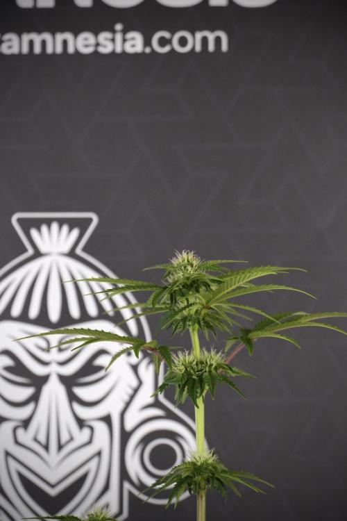 SOUR DIESEL-The Ascension of a Legend. Week 8 - Sour Diesel After  Defoliation 