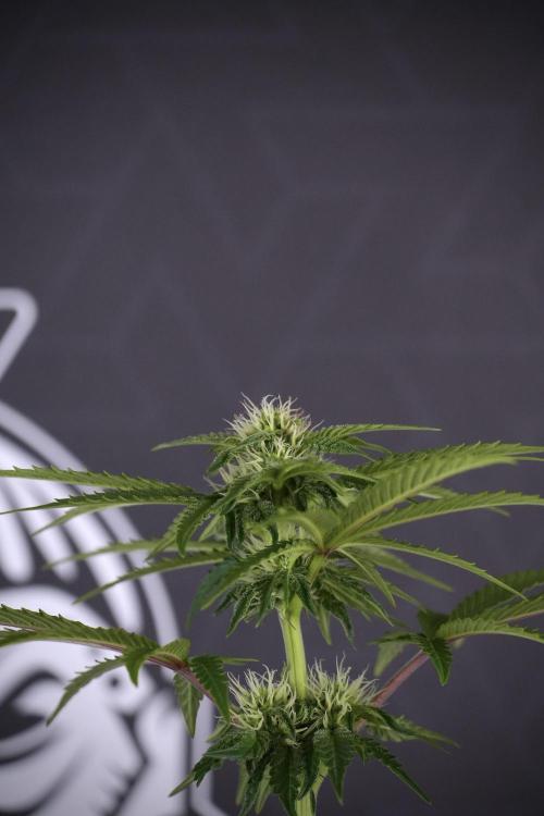 SOUR DIESEL-The Ascension of a Legend. Week 8 - Sour Diesel After  Defoliation 