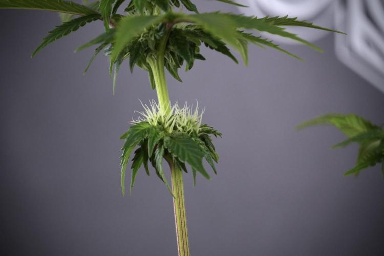 SOUR DIESEL-The Ascension of a Legend. Week 8 - Sour Diesel After  Defoliation 