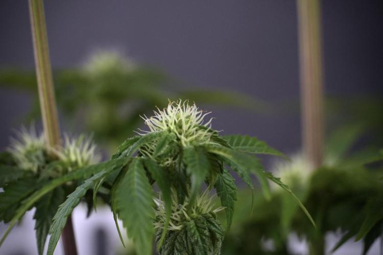 SOUR DIESEL-The Ascension of a Legend. Week 8 - Sour Diesel After  Defoliation 