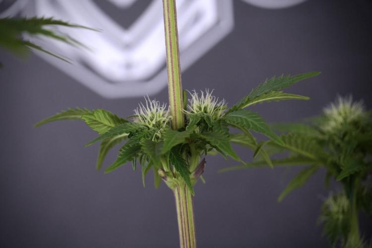 SOUR DIESEL-The Ascension of a Legend. Week 8 - Sour Diesel After  Defoliation 