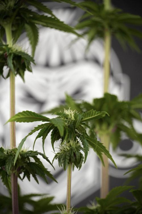 SOUR DIESEL-The Ascension of a Legend. Week 8 - Sour Diesel After  Defoliation 
